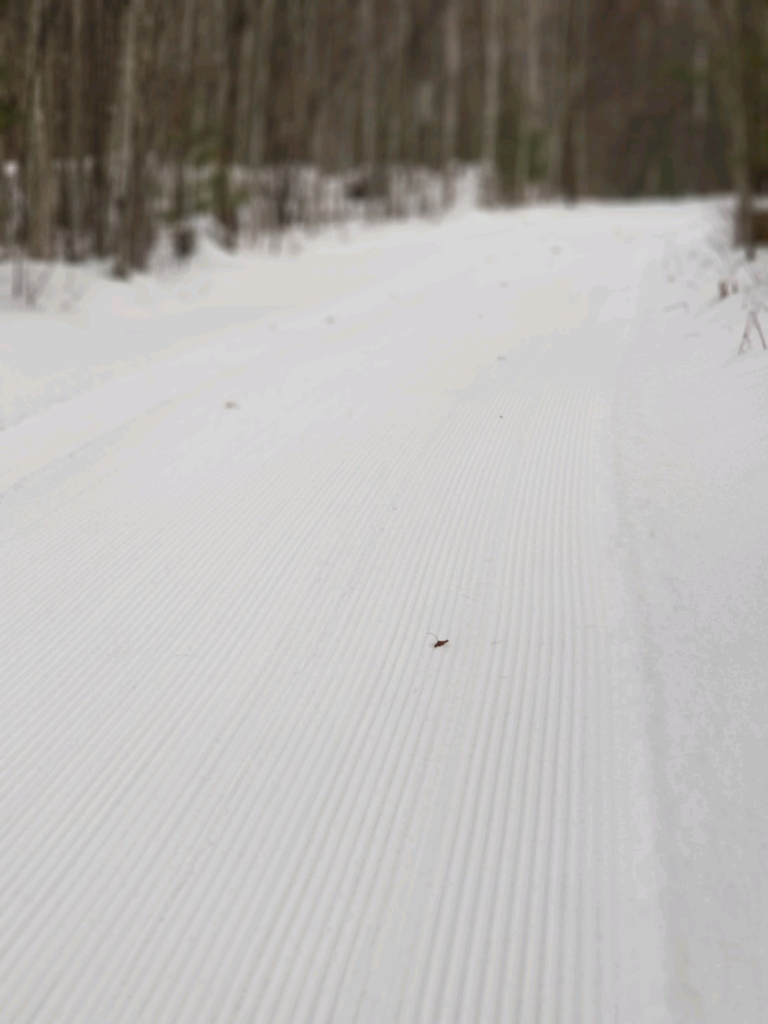 Cross Country Ski Report Thursday, January 10th Cross Country Ski