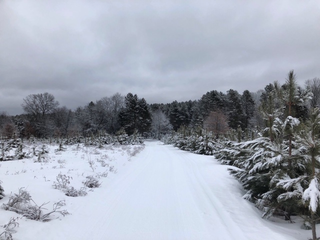Fresh Snow beautiful trail XC Ski HQ