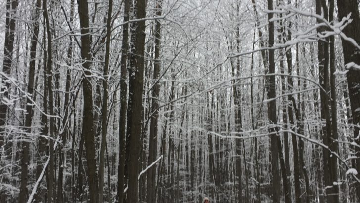 Beautiful Conditions XC Ski HQ