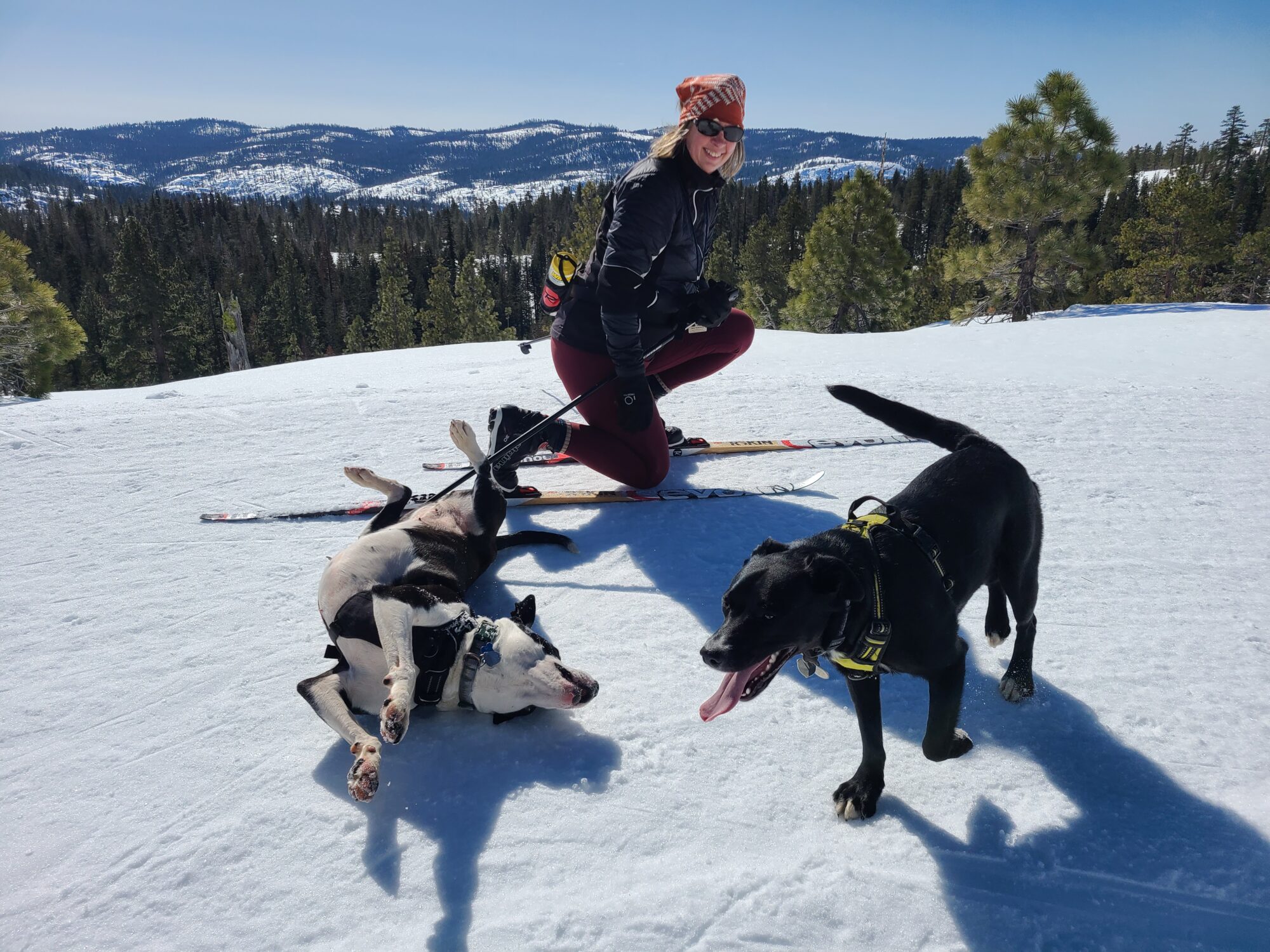 Bear Valley California customer with dogs XC Ski HQ