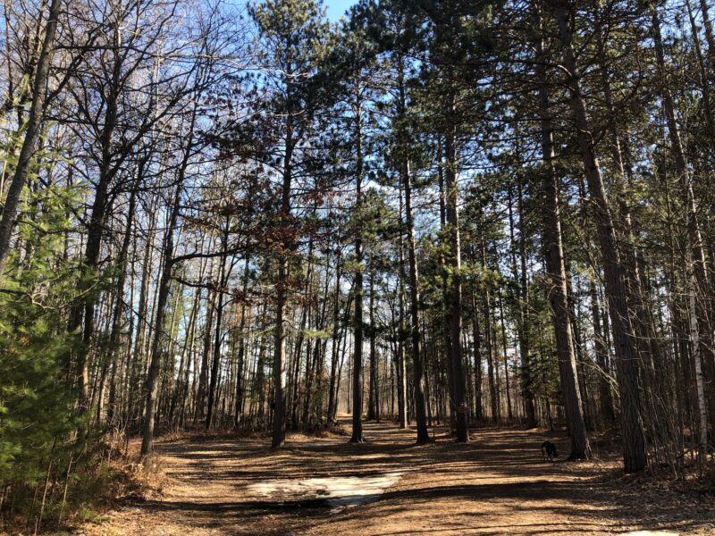 Spring Trails Cross Country Ski Headquarters Hiking Trails Roscommon